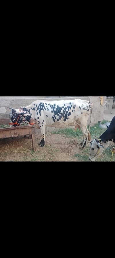 tazi sowi howi cow Sath wacha