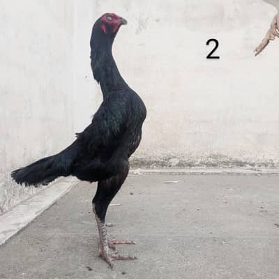 Shamo Aseel Female Almost 18 Months