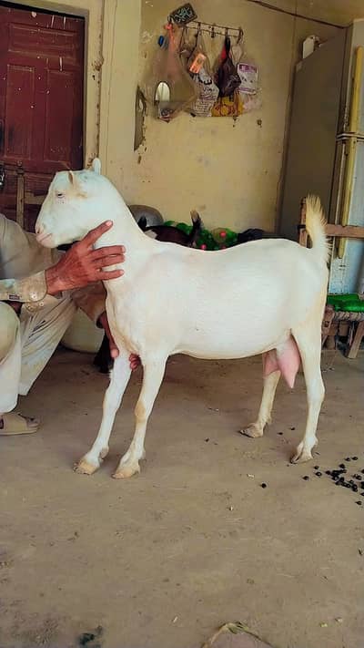 Goat | Bkra | Tedy Bkra | Gulabi Teda Bkra | White Goat | بکرا