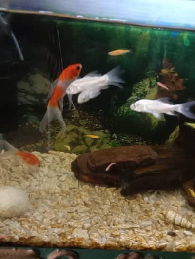 Diamond koi 3 piece