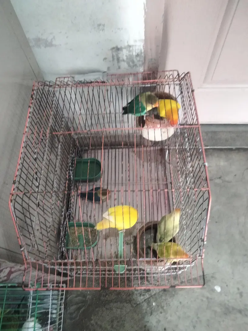 It is a pair of bird