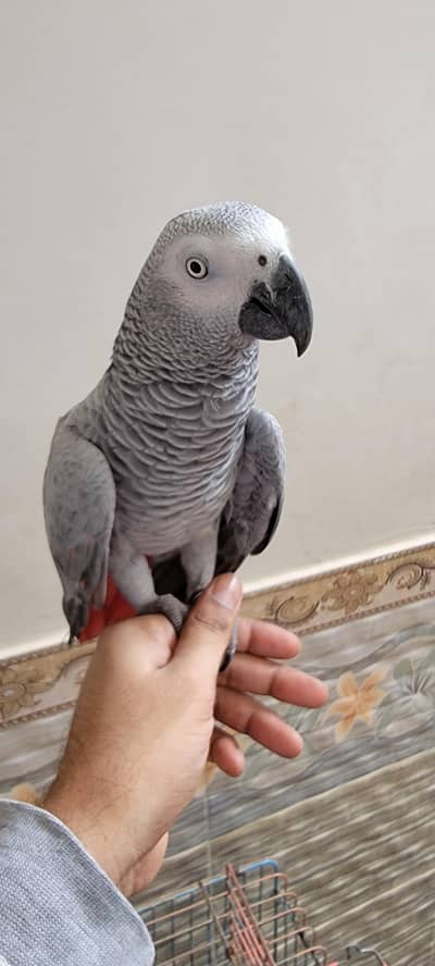 African Gray Red Factor Female
