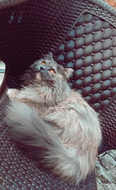 Persian Female cat