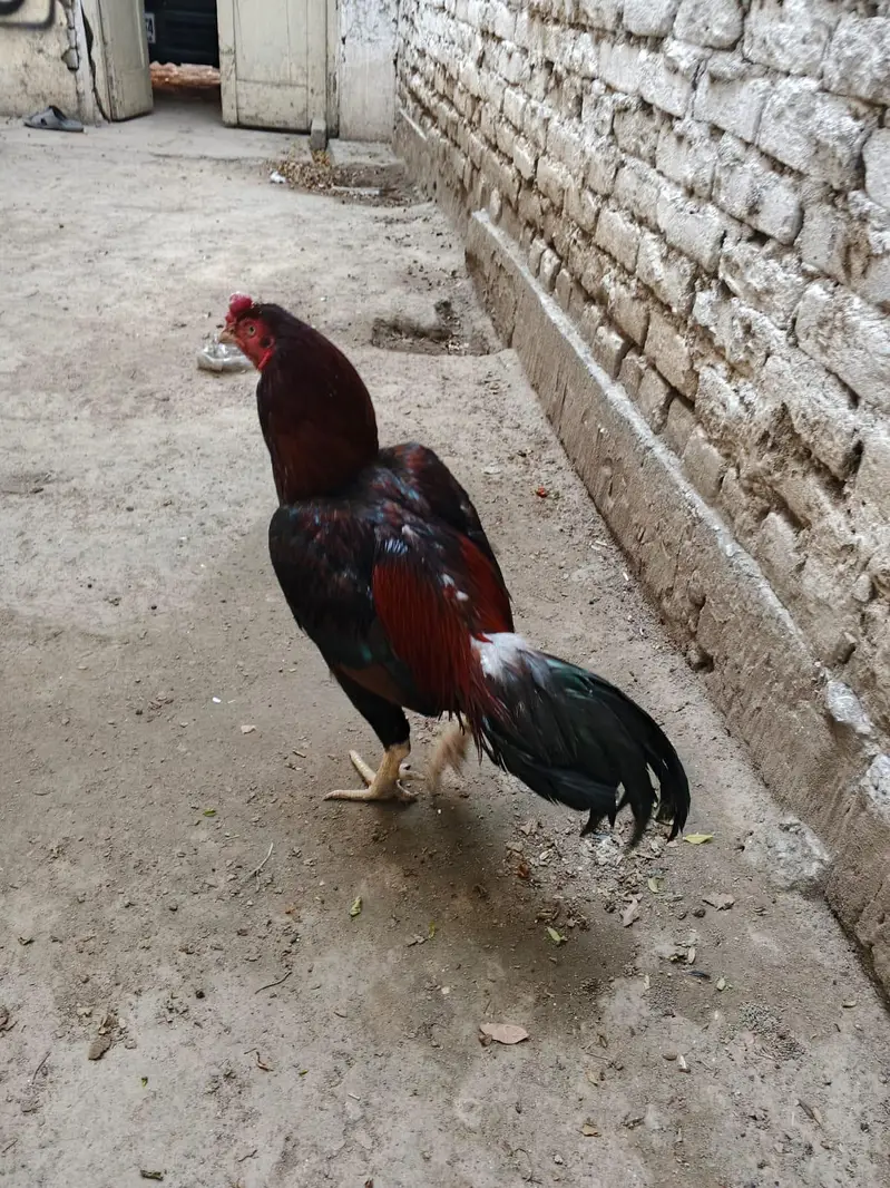 miawali high quality lakha 2 murga for sale