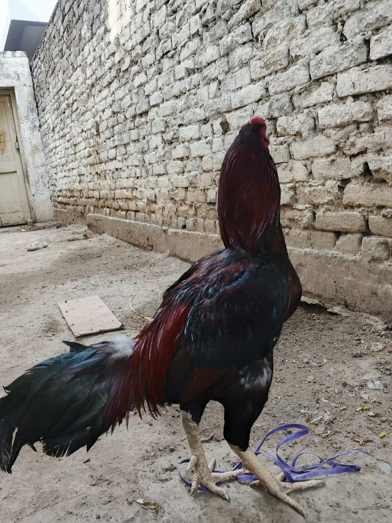 miawali high quality lakha 2 murga for sale — photo 2