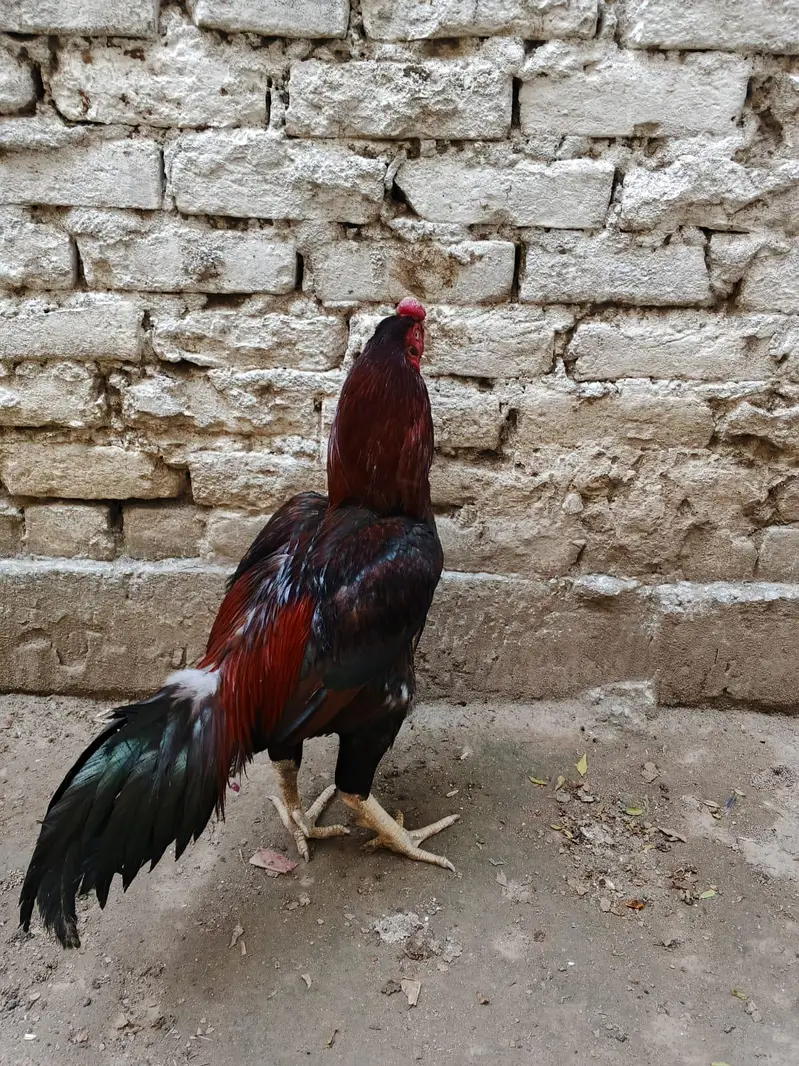 miawali high quality lakha 2 murga for sale — photo 3