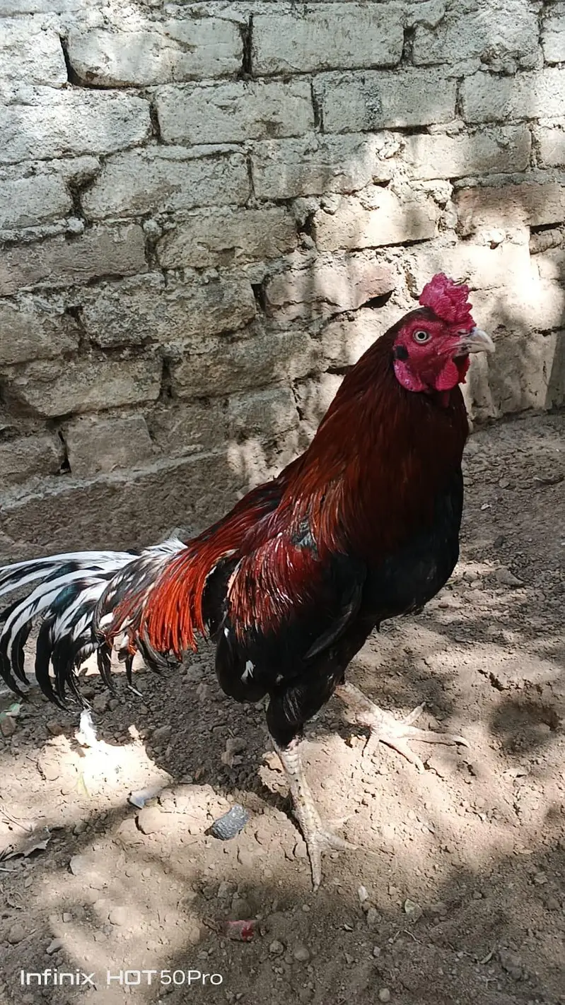 miawali high quality lakha 2 murga for sale — photo 6