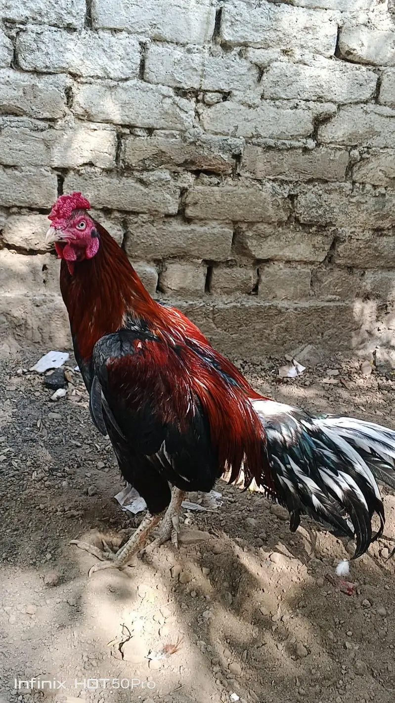 miawali high quality lakha 2 murga for sale — photo 7