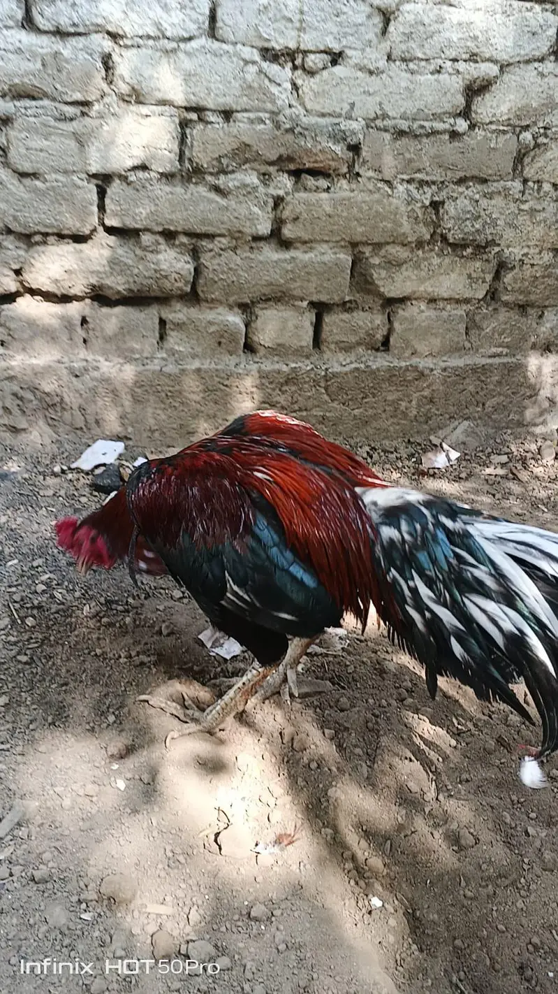 miawali high quality lakha 2 murga for sale — photo 8