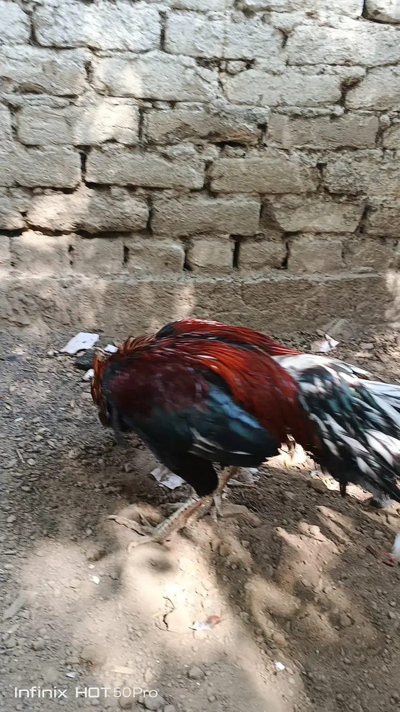 miawali high quality lakha 2 murga for sale — photo 9