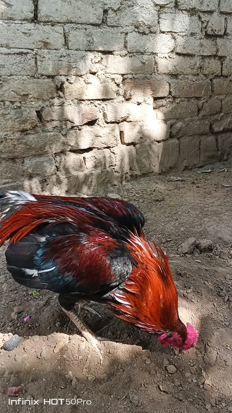 miawali high quality lakha 2 murga for sale — photo 10