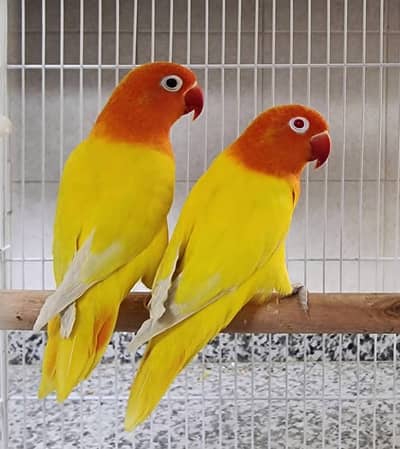 lovebirds and Cage (exchange possible)/lutino opline/ palefallow