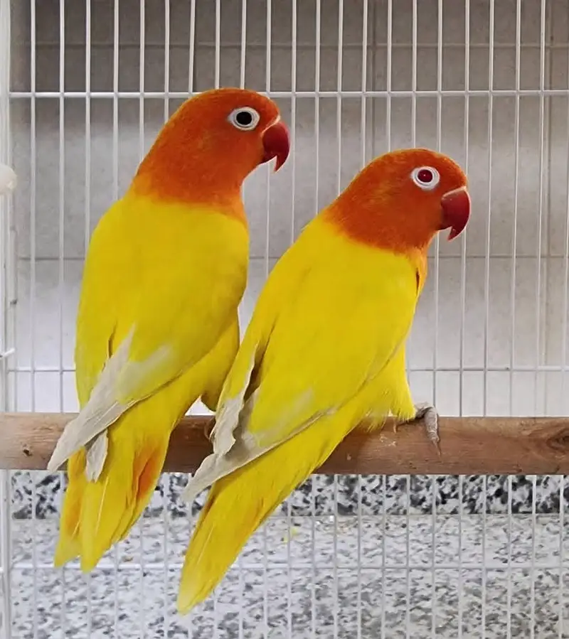 lovebirds and Cage (exchange possible)/lutino opline/ palefallow