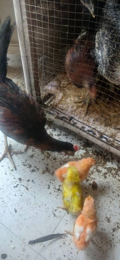 golden misri hen for sale in best prise