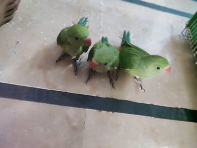 three baby green parrot