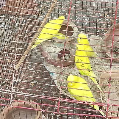parrot