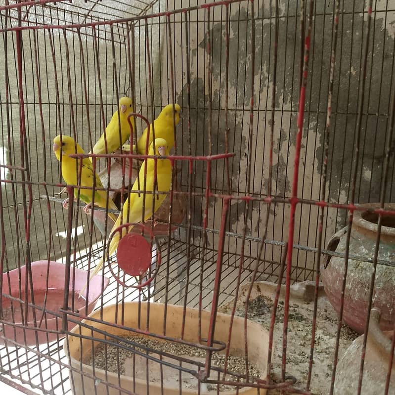 parrot 2