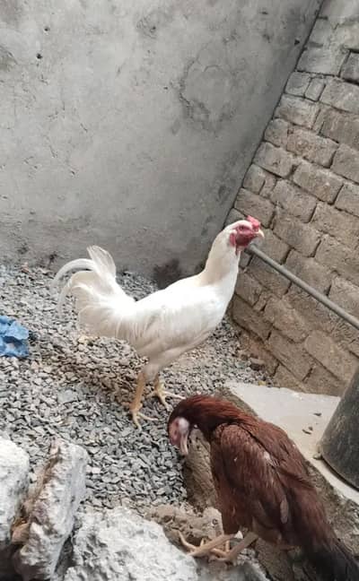 White aseel male hen