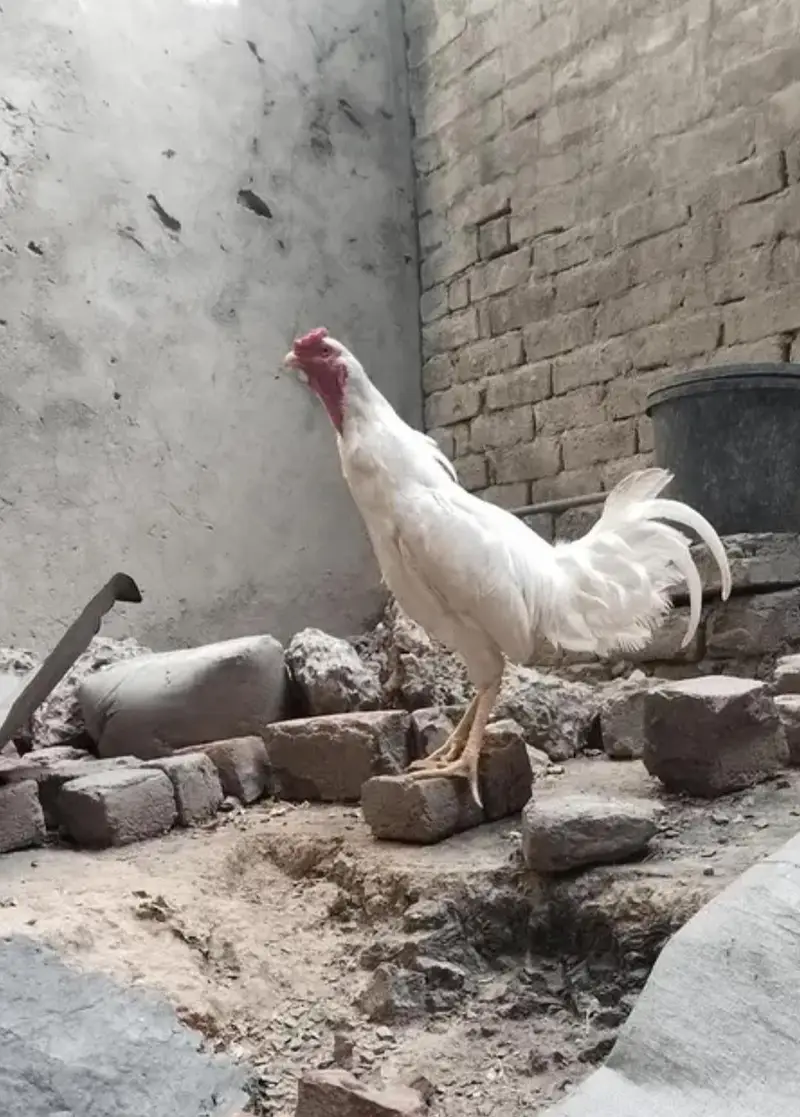 White aseel male hen — photo 2