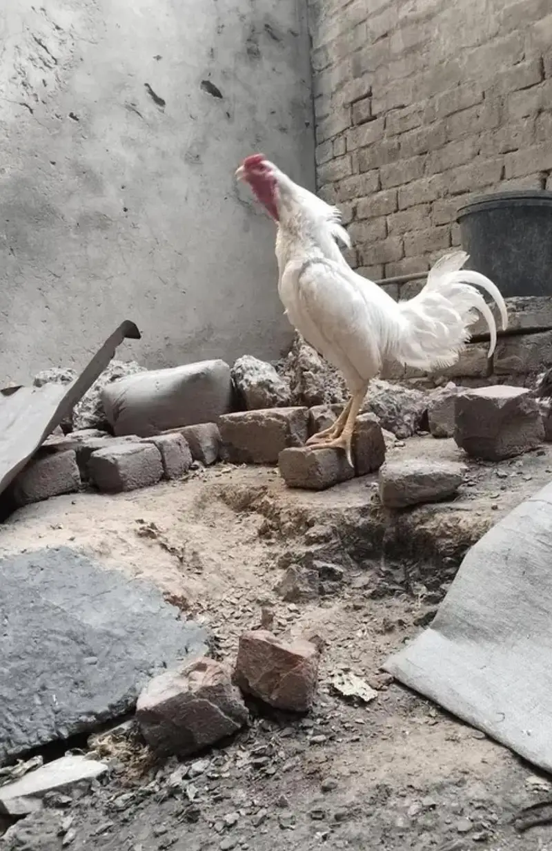 White aseel male hen — photo 3