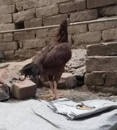 aseel  hen female