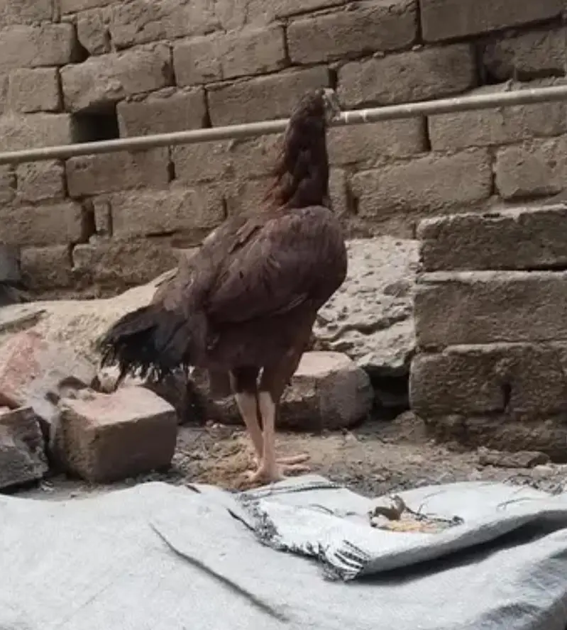 White aseel male hen — photo 4