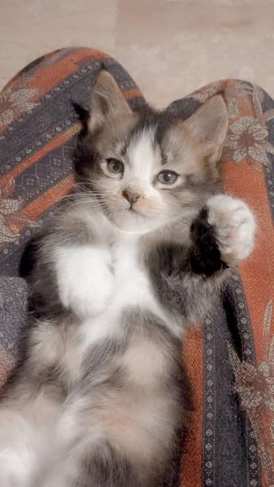 Baby cat Maine Coon breed