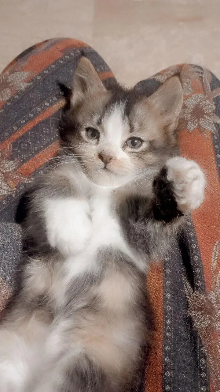 Baby cat Maine Coon breed