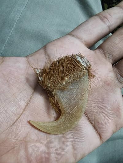 Lion Nail 100% original