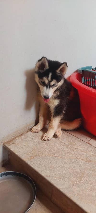 Siberian husky puppies for sale