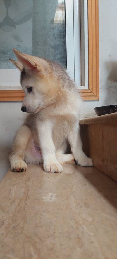 Siberian husky puppies for sale