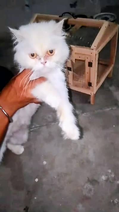 Persian Triple coat female cat for sale. Bahawalpur Bypass Multan