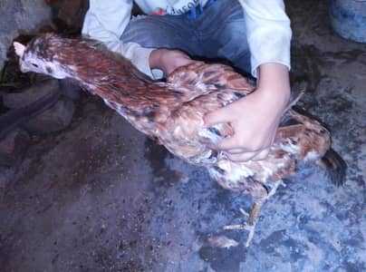 Sindhi aseel murgi  ha andon ka Liya tiyar ha