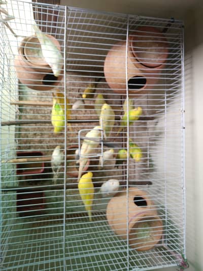 full setup 10 pairs and mixed Red eye good colour all breeder pair