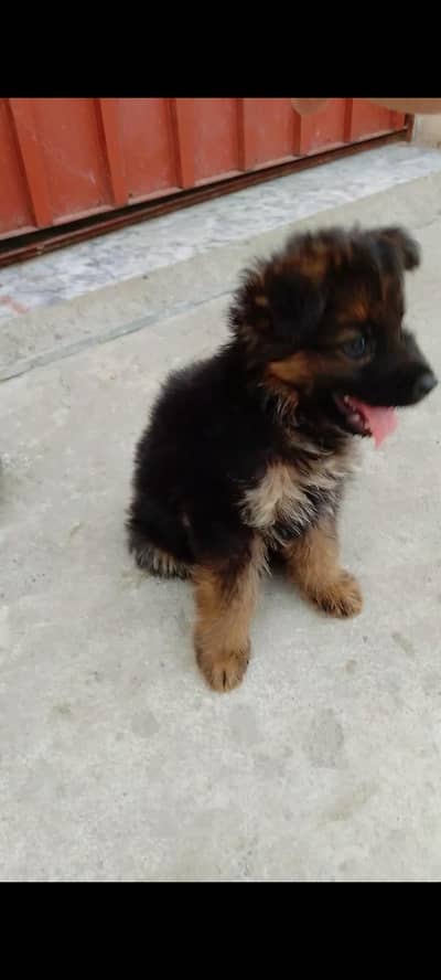 German shepherd Long coat pedigree puppies
