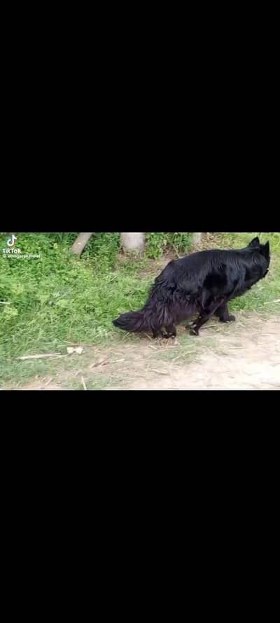 German shepherd Long coat pedigree puppies