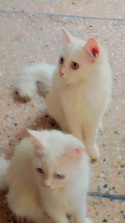 Persian cats age 1.5 months to 8months