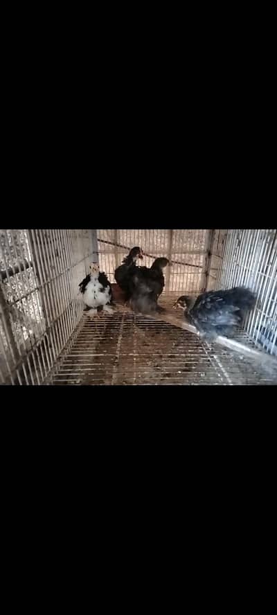 Healthy Active Bantam Breed
