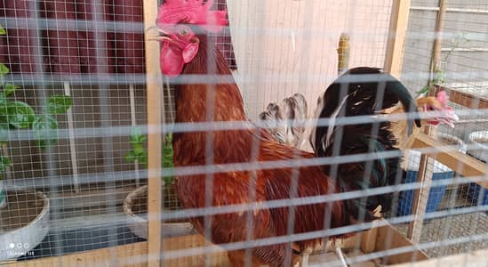 Murgha or murghi pair for sale egg laying