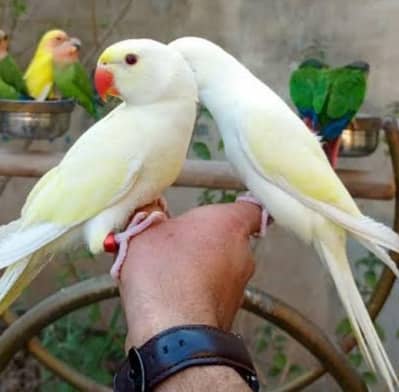 Creamino Ringneck