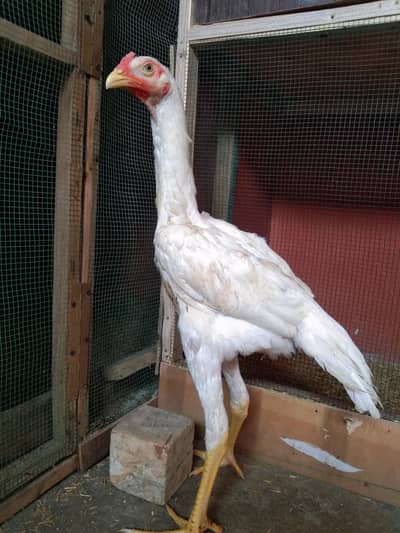 Pure Shamo Chicks Heavy Size (4.5 Months)