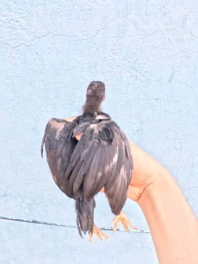 aseel chickks high quality aseel chicks available