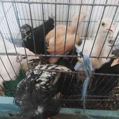 white Cochin set and Astralope chicks for sale