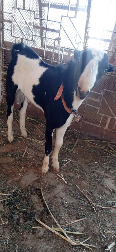 Kala abluck