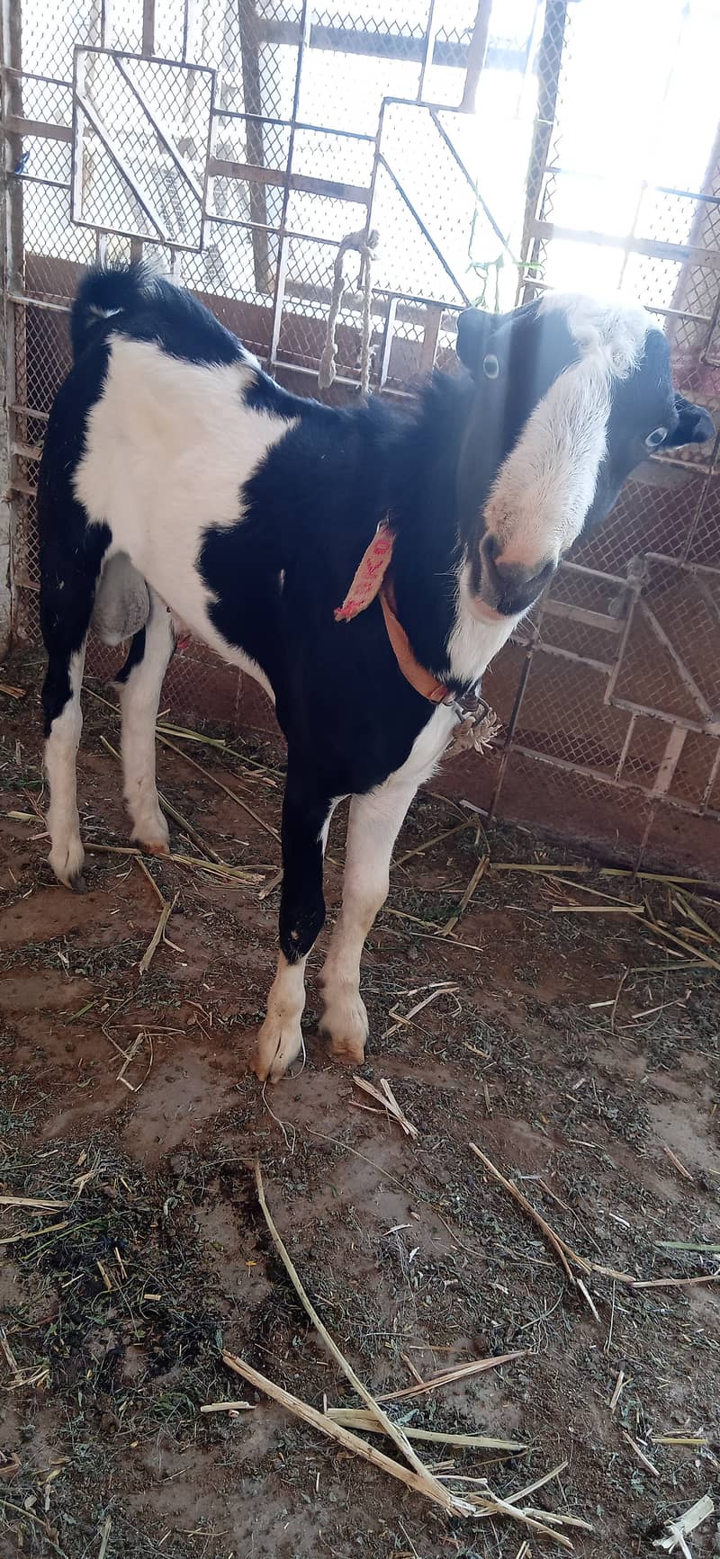 Kala abluck 0