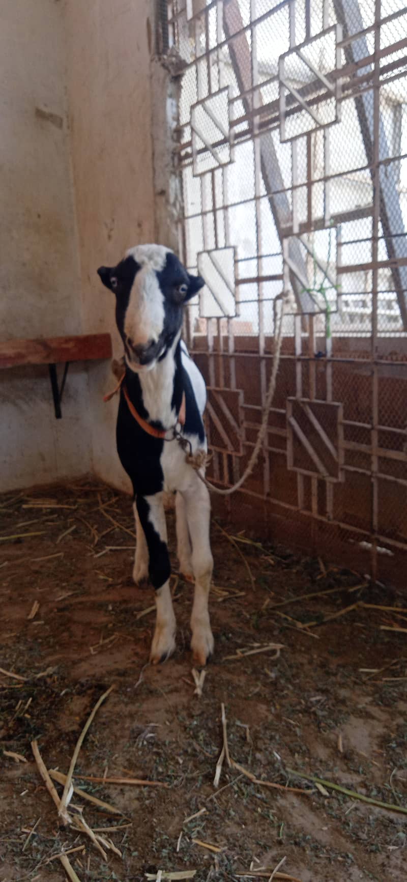 Kala abluck 1