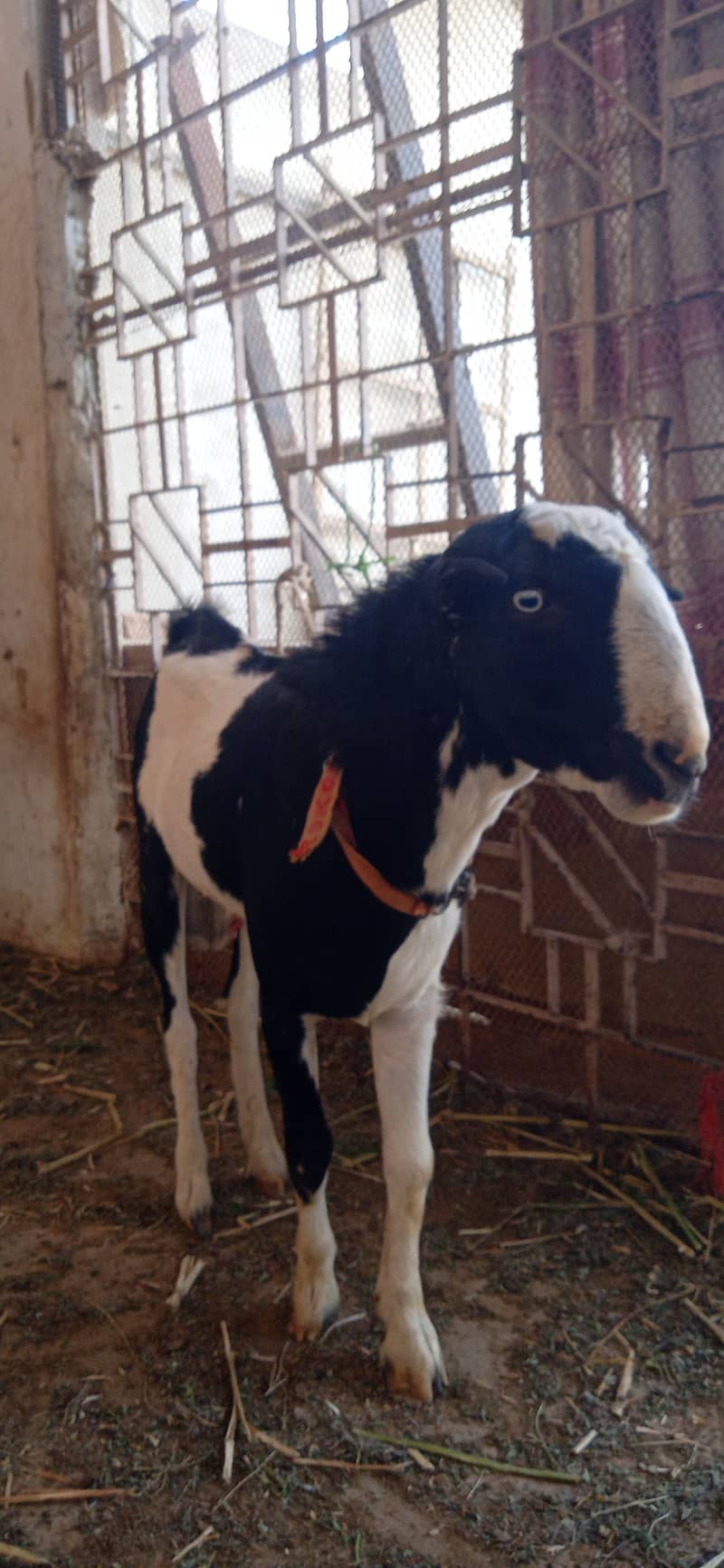 Kala abluck 2