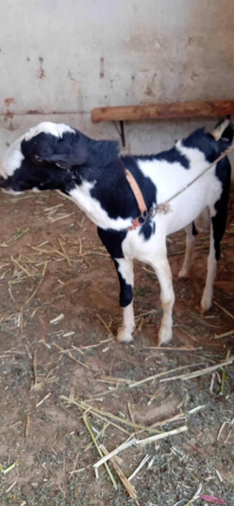 Kala abluck 3