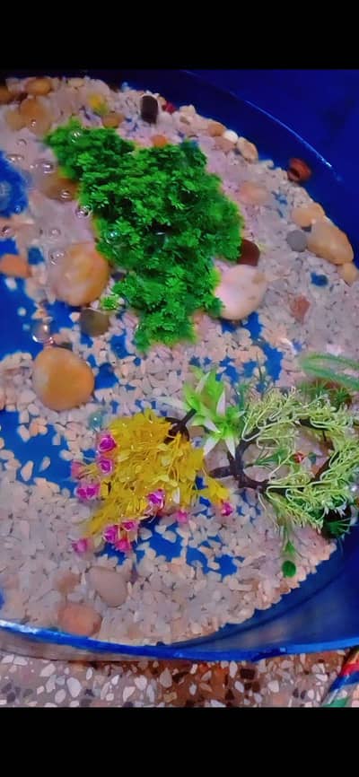 Beta ,Mouli , Platty,Guppy, Guarami Fish for sale