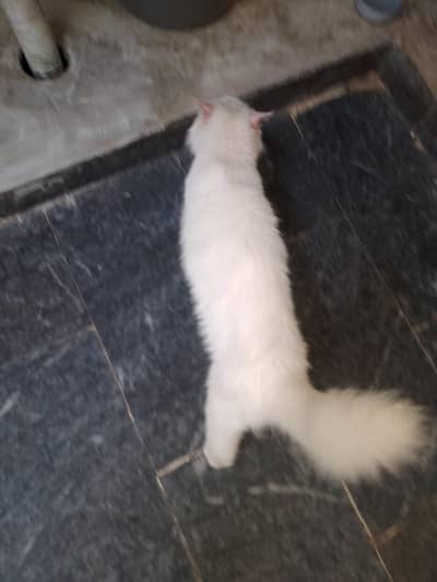Persian cat 